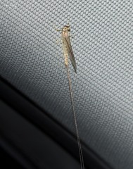 Hexagenia bilineata