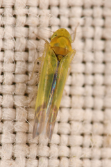 Eupteryx filicum