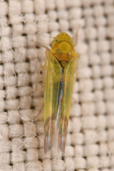 Eupteryx filicum