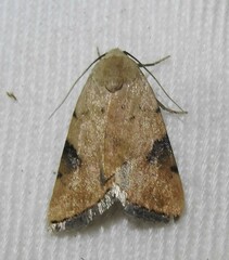 Micrathetis costiplaga