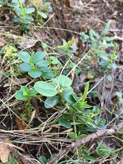 Peperomia urvilleana