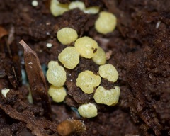 Trichoderma gelatinosum