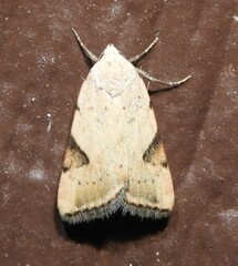 Micrathetis costiplaga