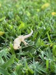 Lepidodactylus lugubris