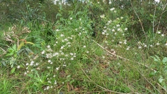 Grevillea linearifolia