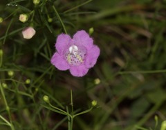 Agalinis fasciculata