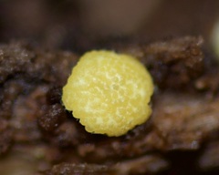 Trichoderma gelatinosum