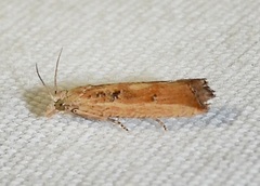 Bactra