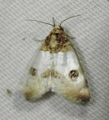 Schinia oculata