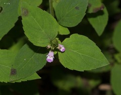 Mosla dianthera