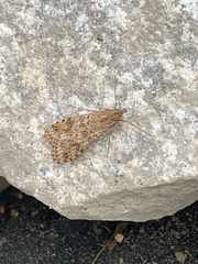 Nomophila nearctica