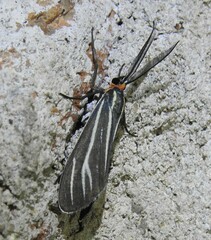 Ctenucha venosa