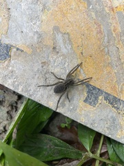 Tigrosa helluo