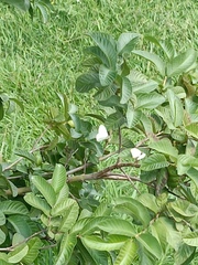 Leptophobia aripa