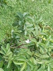 Leptophobia aripa
