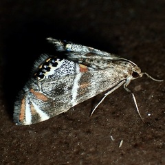 Petrophila jaliscalis