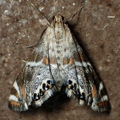Petrophila jaliscalis