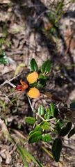 Diuris orientis