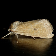 Trichocosmia inornata