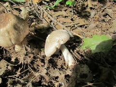 Echinoderma