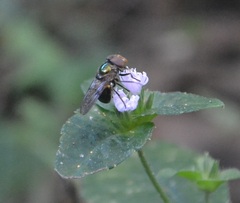 Copestylum vesicularium