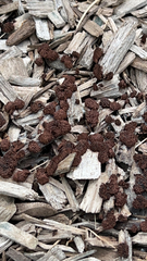 Stemonitis splendens