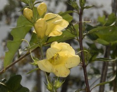 Aureolaria grandiflora