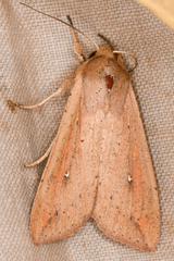 Mythimna unipuncta