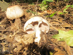Echinoderma