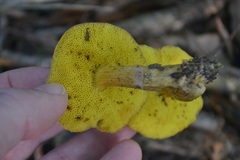 Aureoboletus innixus