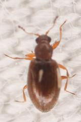 Corticariinae