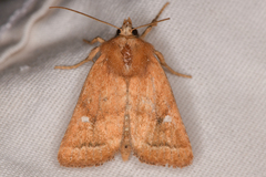 Pseudorthodes irrorata