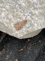 Nomophila nearctica