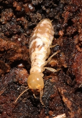 Stolotermitidae