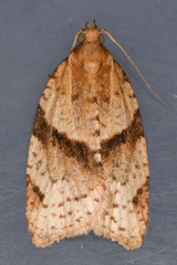 Clepsis peritana