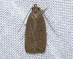 Autosticha kyotensis