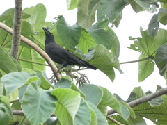 Corvus jamaicensis