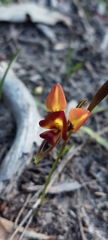 Diuris orientis