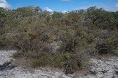 Allocasuarina humilis