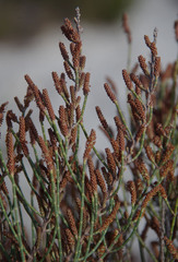 Allocasuarina humilis
