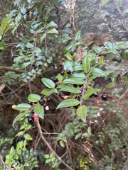 Vaccinium ovatum