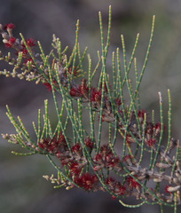 Allocasuarina humilis