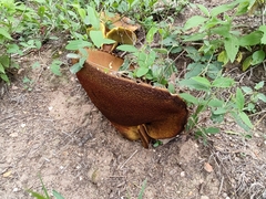 Boletus rubriceps