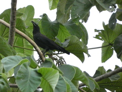 Corvus jamaicensis