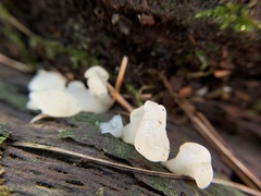 Ductifera pululahuana