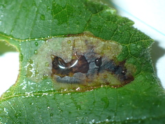 Cameraria caryaefoliella