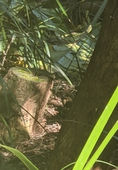 Gallirallus philippensis