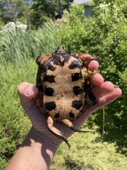 Clemmys guttata
