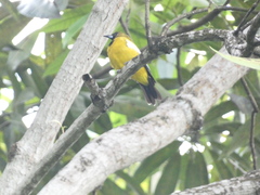 Icterus leucopteryx
