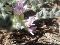Astragalus